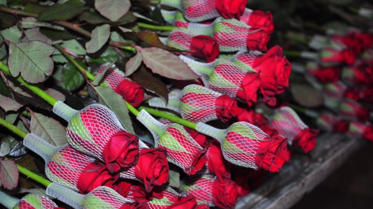 Пресс-служба акима ЮКО