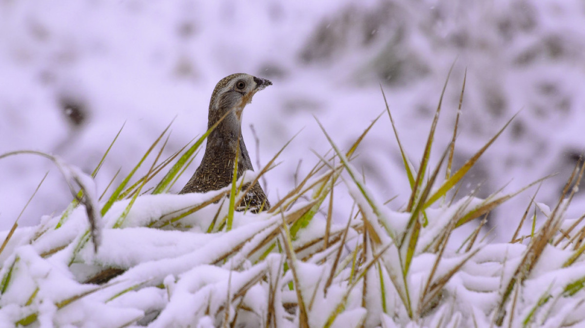 из открытых источников