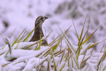 Фотография к новости: Потепление обещают казахстанцам в выходные
