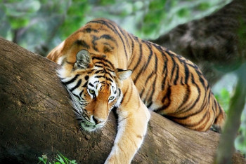 Фотография к новости: Скандал между экс-руководством и нынешним разгорелся в шымкентском зоопарке 