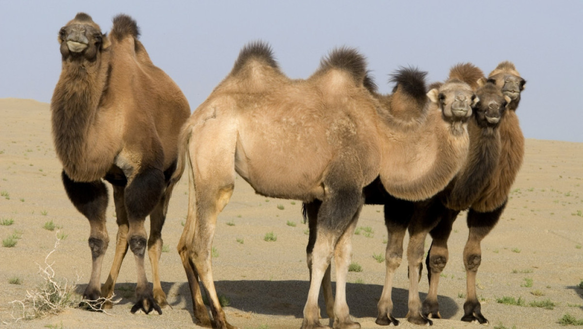 Из открытых источников 