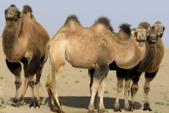 Фотография к новости: Причину бешенства мангистауских верблюдов назвали в МСХ 