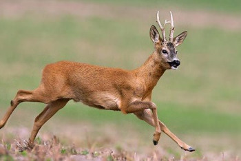 За отстрел пяти косуль задержаны двое карагандинцев в ВКО 