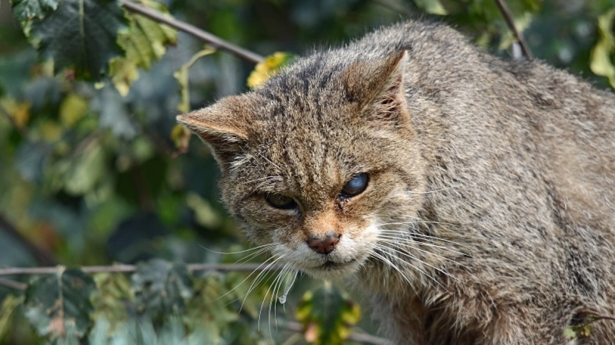 Из открытых источников