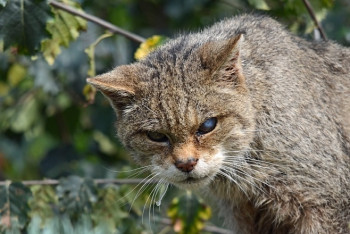 Ещё один случай бешенства у кошки выявлен в Актюбинской области