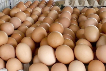 Фотография к новости: В России в Казахстан вернули 18 тонн небезопасных пищевых яиц