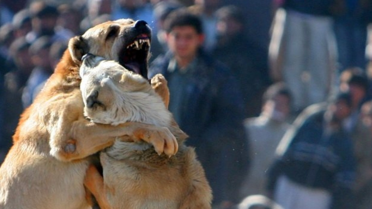 из открытых источников