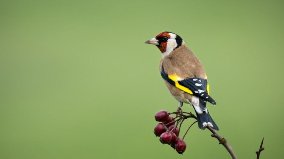 из открытых источников