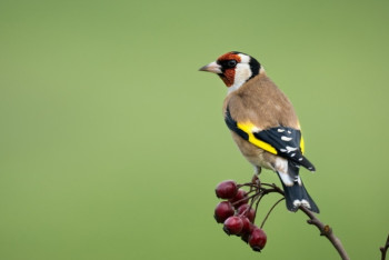 Фотография к новости: Россиянин пытался завезти в Казахстан 90 щеглов