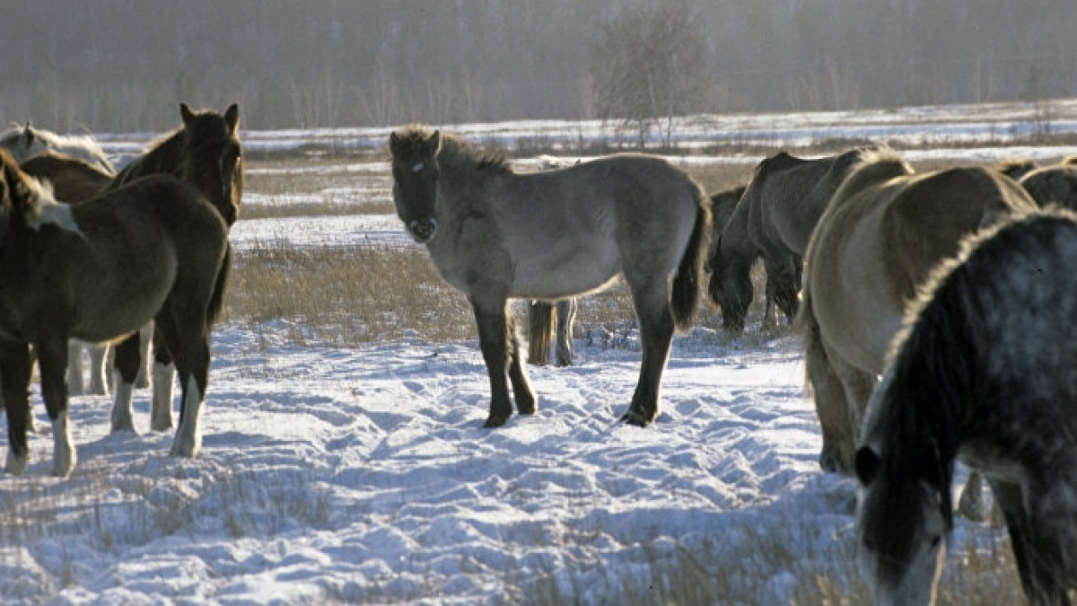 Из открытых источников 