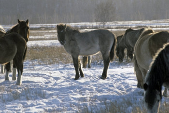 Фотография к новости: Костанайским лошадям вошьют GPS-маячки для ветеринарной слежки 