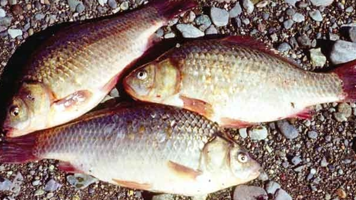 из открытых источников