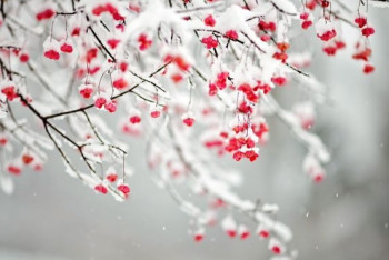 Фотография к новости: Метель и туман прогнозируют на большей части страны в выходные