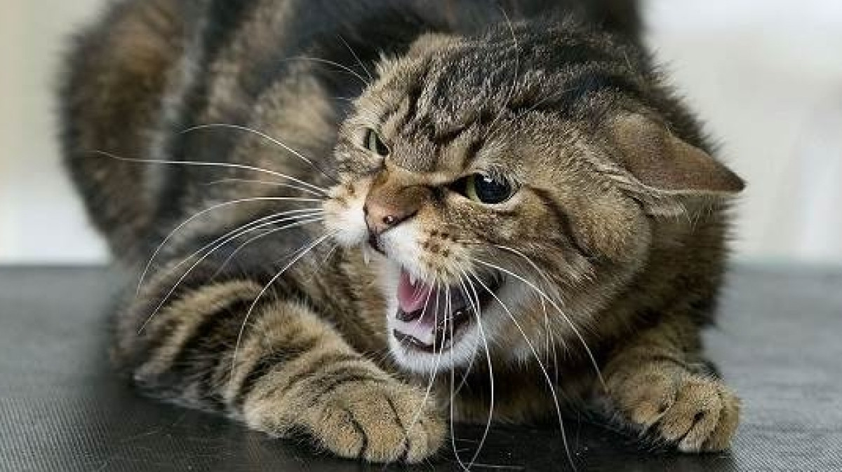 Из открытых источников