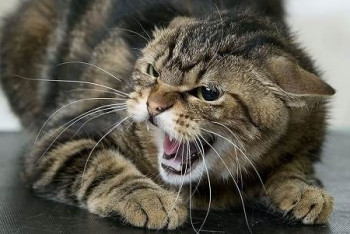 Фотография к новости: Актюбинец заразился бешенством после укуса кошки