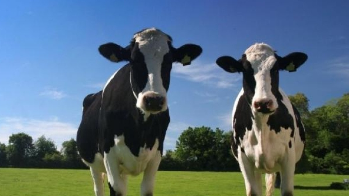 Из открытых источников