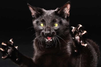 Бешеная кошка напала на мужчину в Актюбинской области