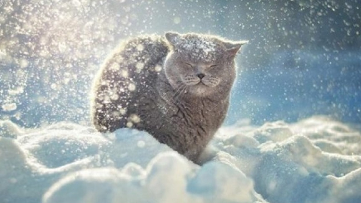 Из открытого источника 