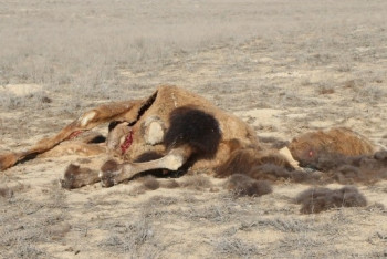 Фотография к новости: Бешенство у лошадей и верблюдов подтвердилось в Мангистауской области