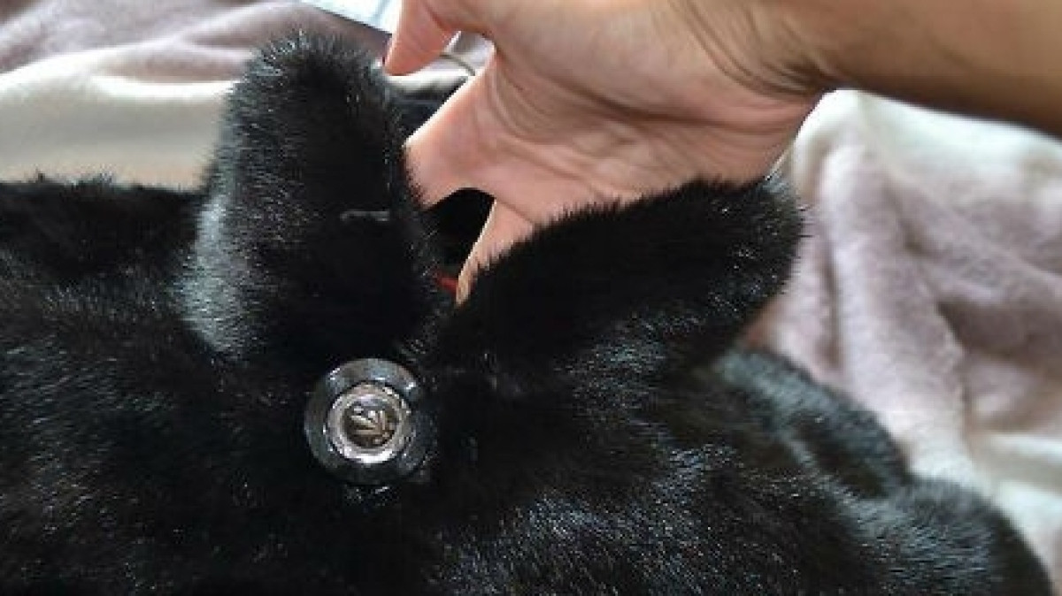 Из открытых источников