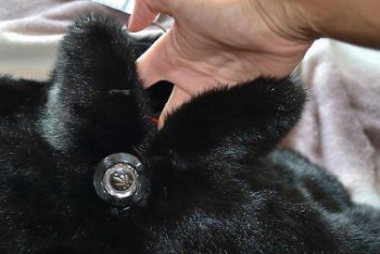 Фотография к новости: Укравшего норковую шубу из церкви мужчину осудили на три года в Алматы