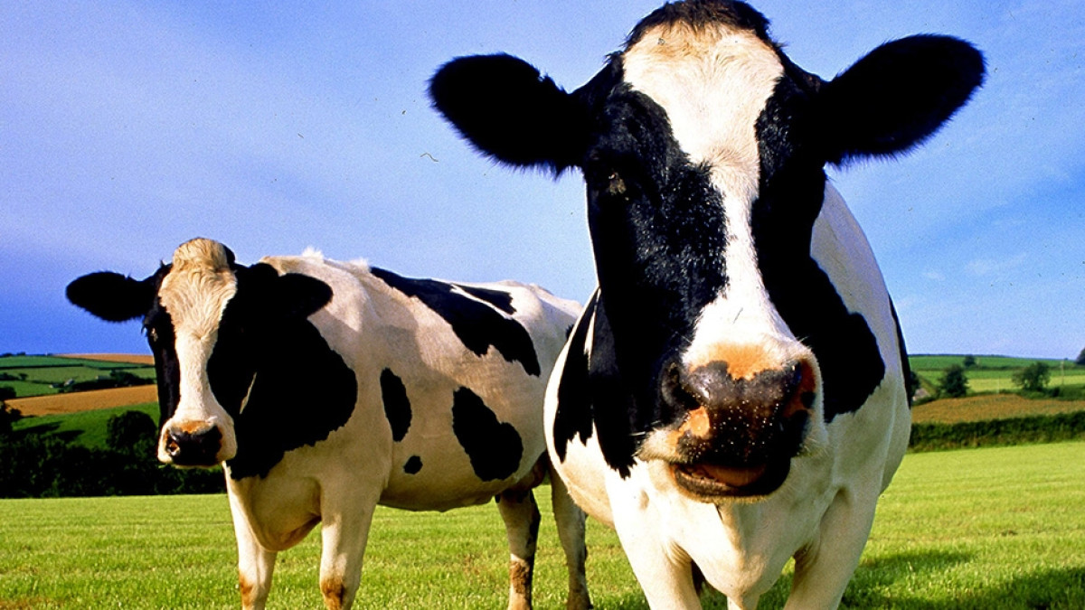 Из открытых источников