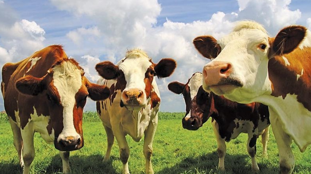 Из открытых источников