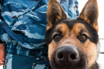 Фотография к новости: Крупную партию марихуаны нашла собака в квартире в Щучинске 