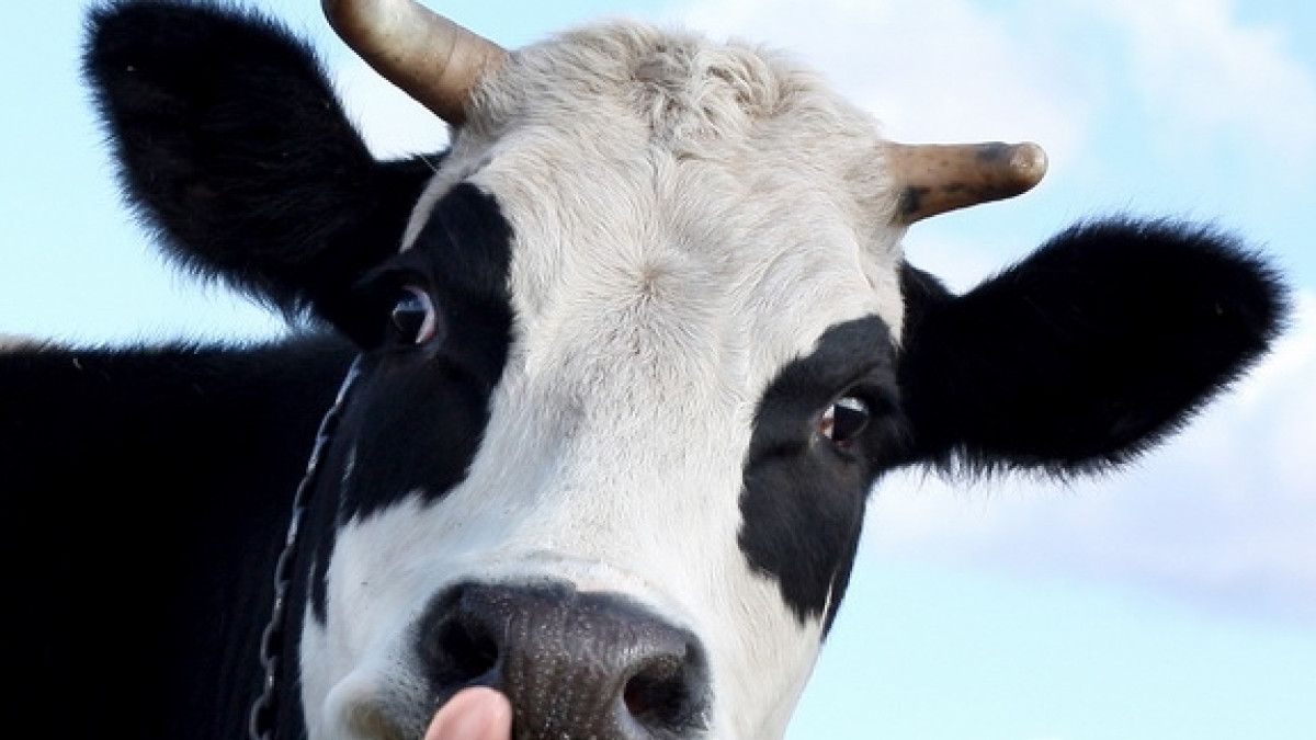 "Цивилизованные" коровы в Щучинске умилили Казнет