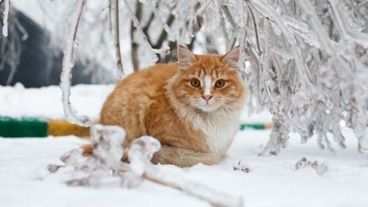 открытые источники