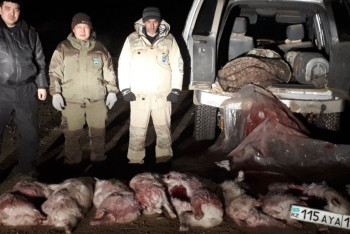 Фотография к новости: За незаконную охоту на сайгаков задержаны жители Кызылорды