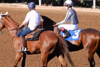 Фотография к новости: Стала известна судьба элитных скакунов олигарха Тулешова