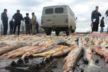 Фотография к новости: В самой дорогой рыбалке обвиняются четверо жителей Актау