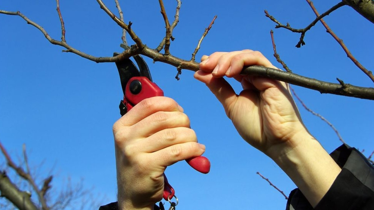 Из открытого источника 