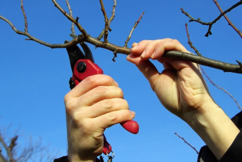 Фотография к новости: Массовым озеленением Темиртау призвал заняться Ерлан Кошанов