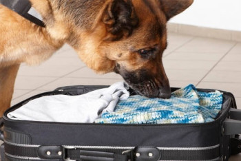 Фотография к новости: Марихуану в кепке спрятал казахстанец по пути в Узбекистан