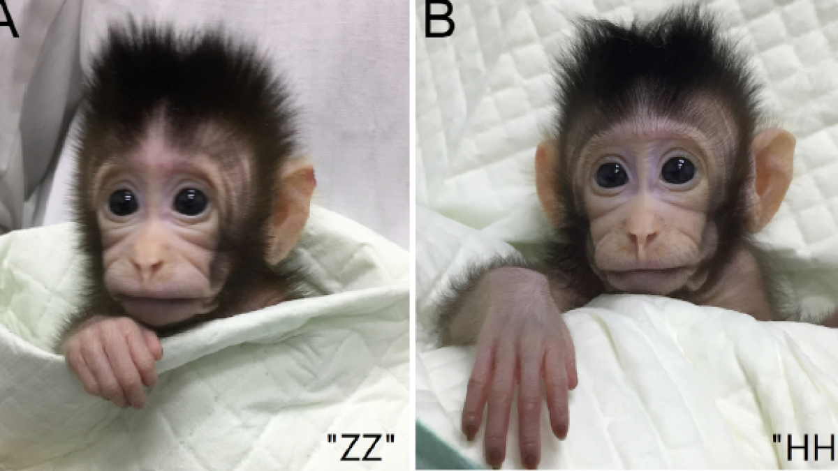 Китайские ученые клонировали обезьян 
