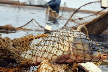 Промышлявшие незаконным уловом рыбы на Каспии браконьеры задержаны в Атырау