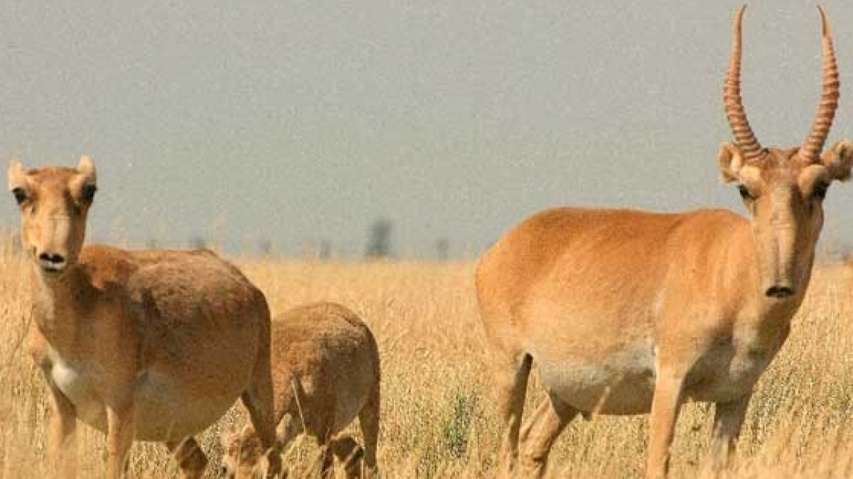 Тайну массовой гибели сайгаков в Казахстане раскрыли британские ученые