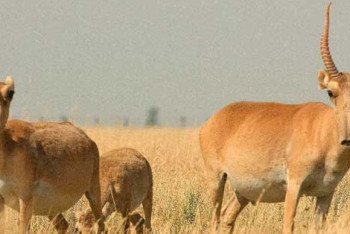 Фотография к новости: Тайну массовой гибели сайгаков в Казахстане раскрыли британские ученые