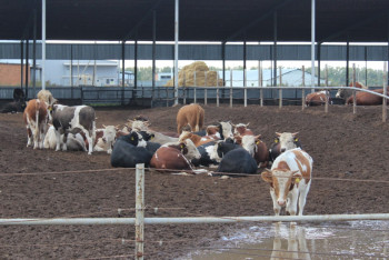 Фотография к новости: На массовую кражу скота пожаловались властям жители ЗКО