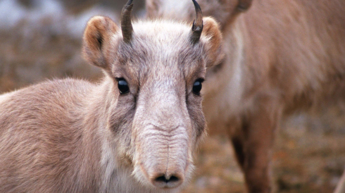 72 туши сайгаков с отпиленными рогами изъяли у жителя ЗКО