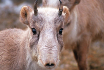 Фотография к новости: 72 туши сайгаков с отпиленными рогами изъяли у жителя ЗКО