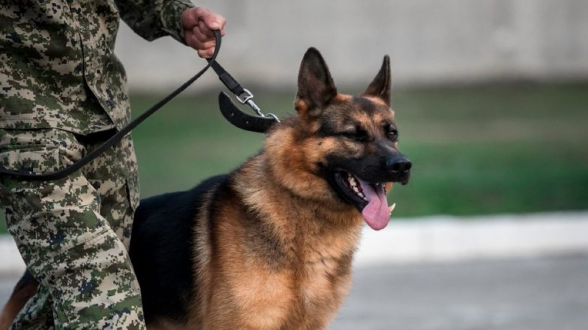 из открытых источников