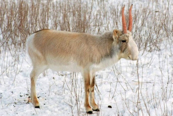 Фотография к новости: Определить любителей селфи с сайгаками дело времени – МСХ