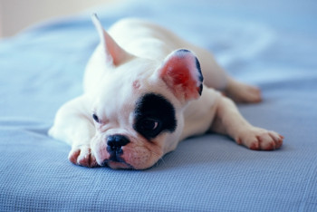 Фотография к новости: Назарбаев подарил щенка юной алматинке 