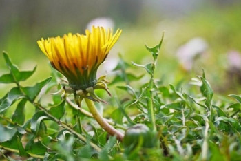 Фотография к новости: Весна пришла в Шымкент