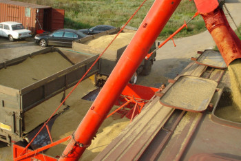 Фотография к новости: Узбекистан увеличивает импорт зерна из Казахстана и экспорт муки в Афганистан 