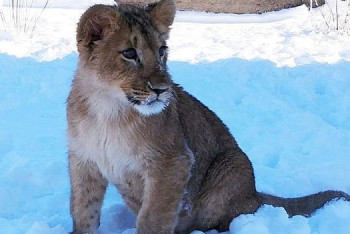 Фотография к новости: Алматинский зоопарк пополнился еще одним хищником