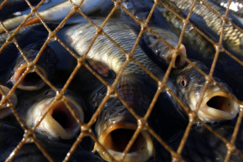 Фотография к новости: Порядка 200 тонн рыбы изъято у браконьеров в 2017 году